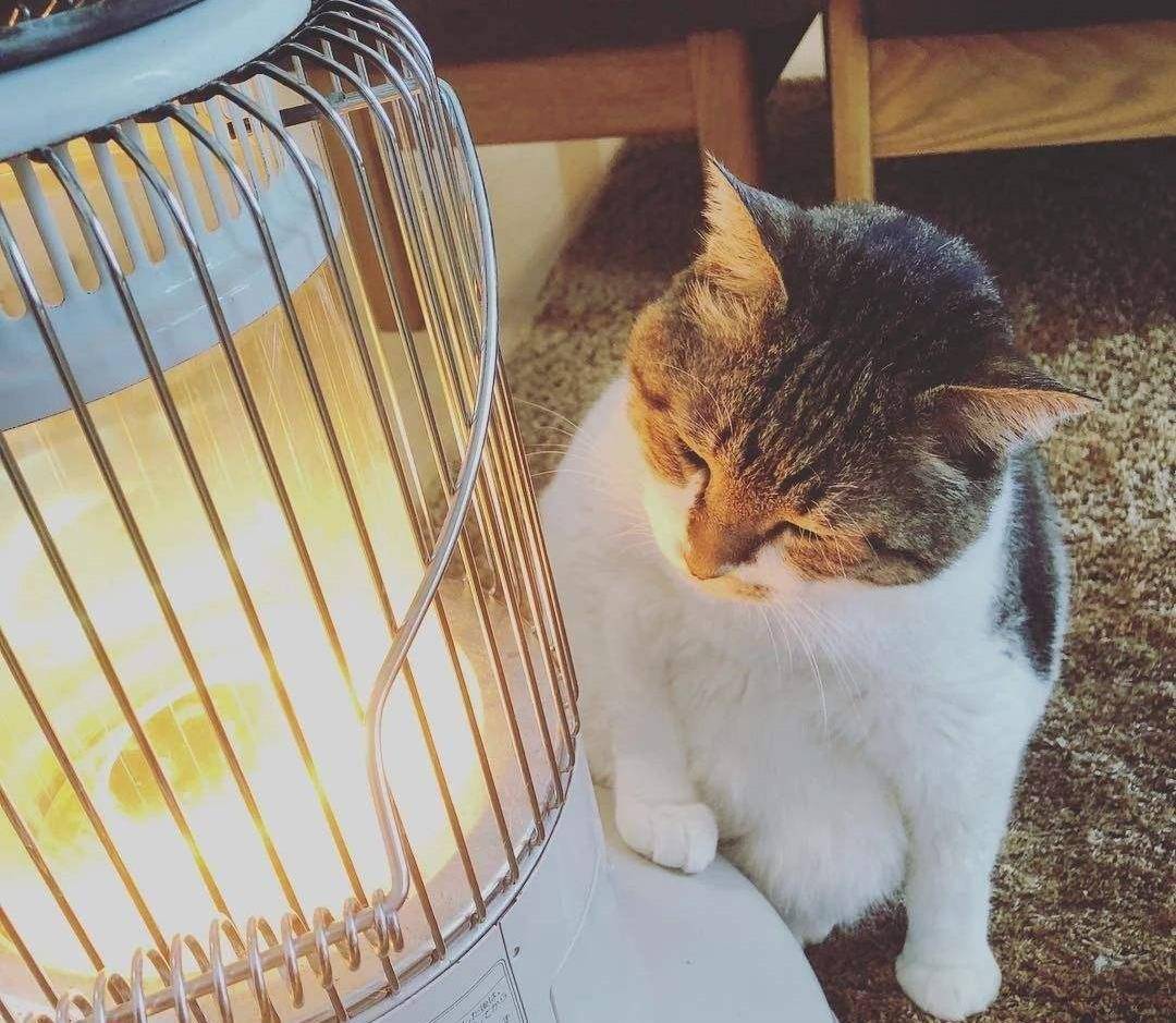 猫咪烤火取暖,烧到冒烟纹丝不动,铲屎官别再哈哈哈了_处理_取暖器