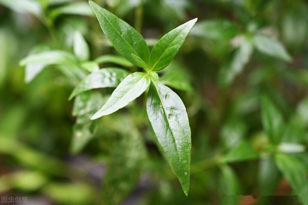 一味穿心莲，清热解毒，凉血消肿，细数其7大成效，你还不晓得吧