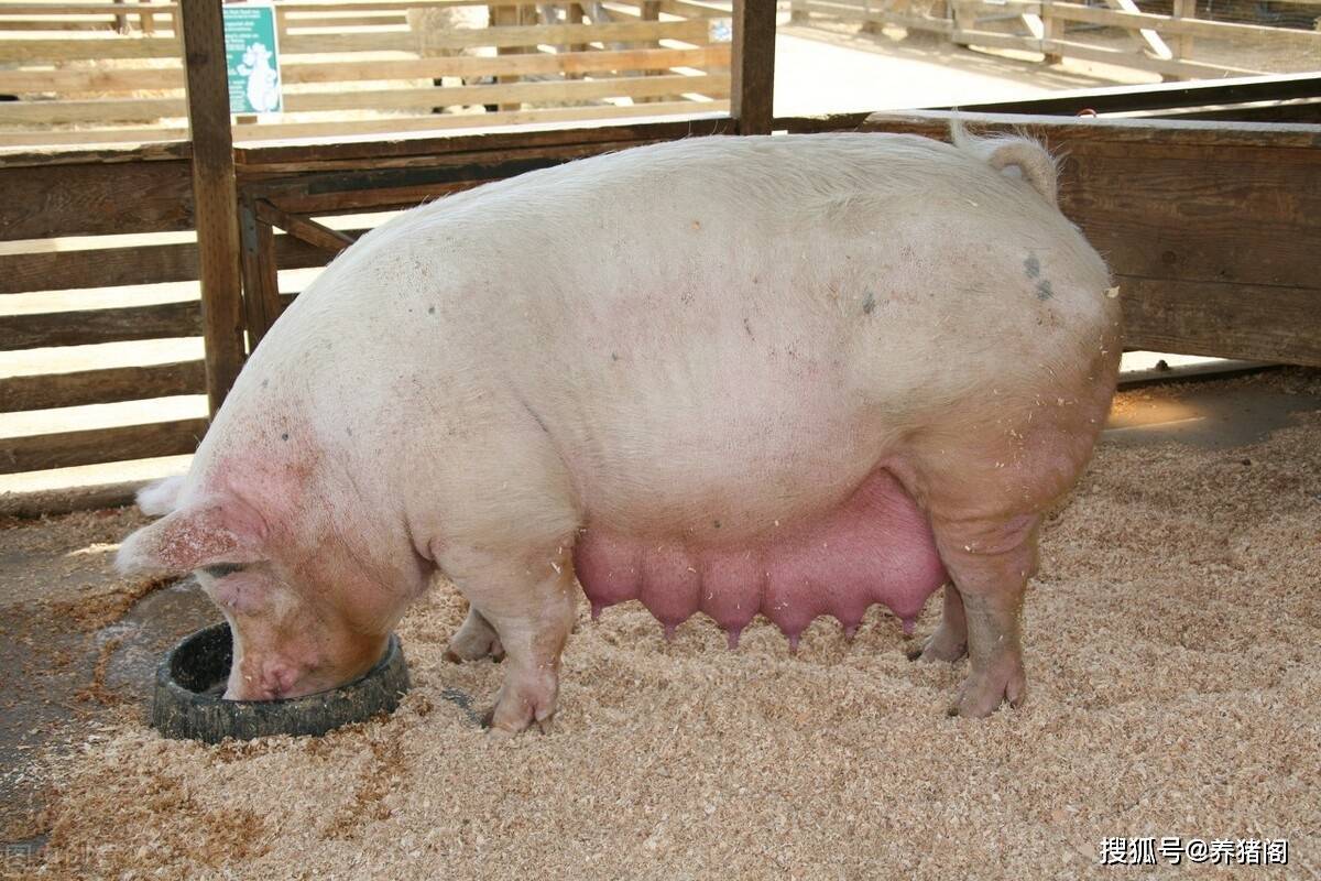 母荷兰猪怀孕初期图片图片