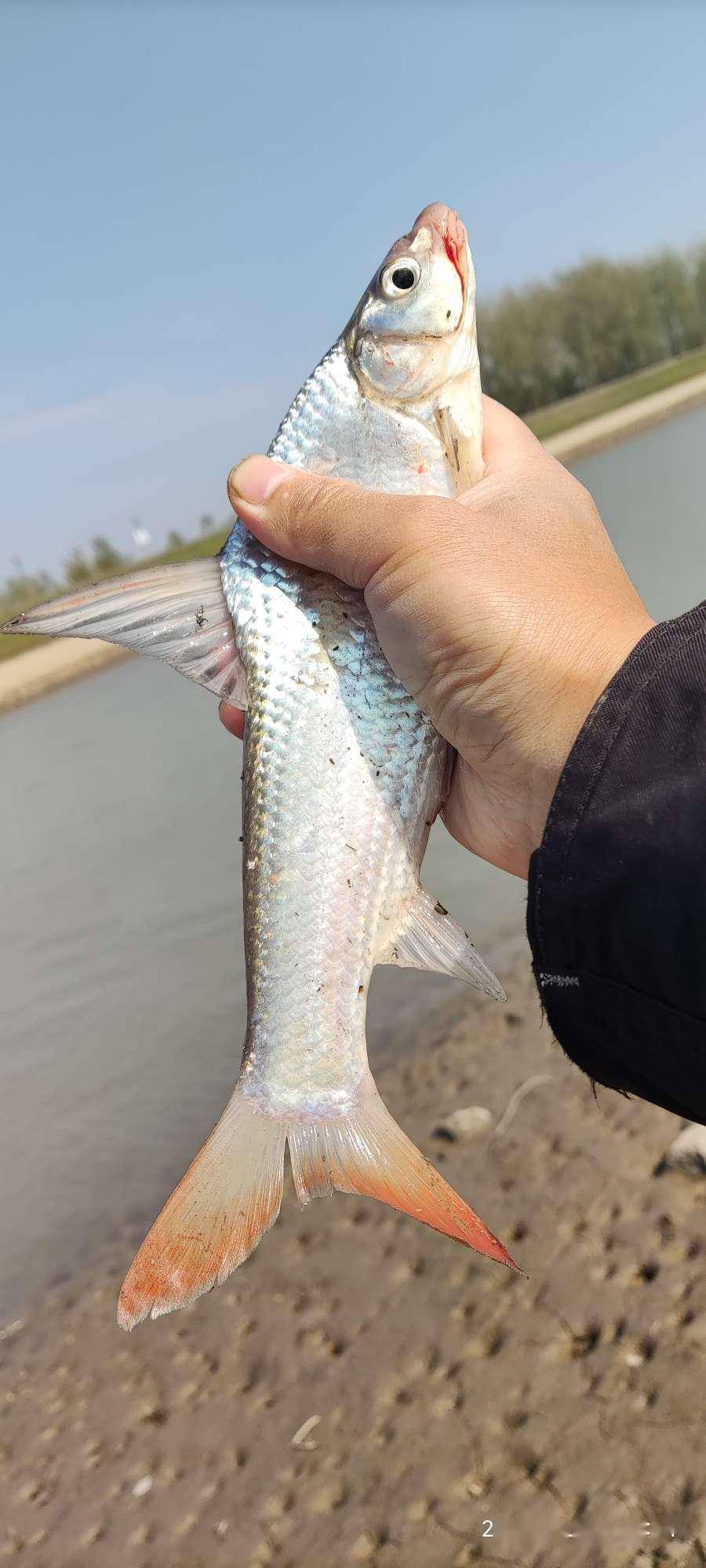 为了普及,我也是操碎了心石鲫学名似刺鳊鮈,别称鸡公鲤