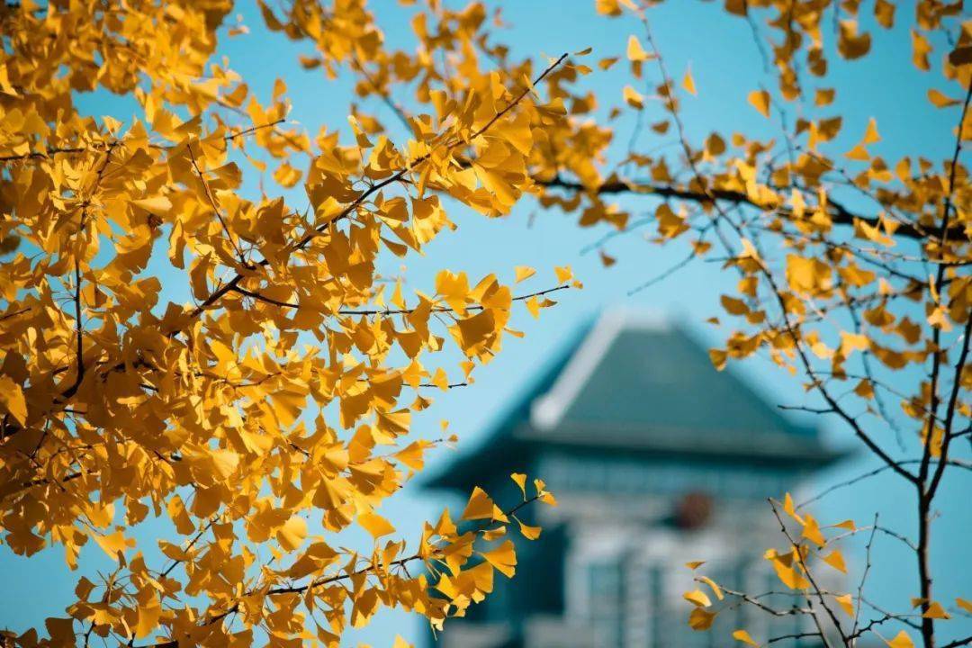 美图赏！全国高校最美秋景大PK，哪所高校能惊艳到你？