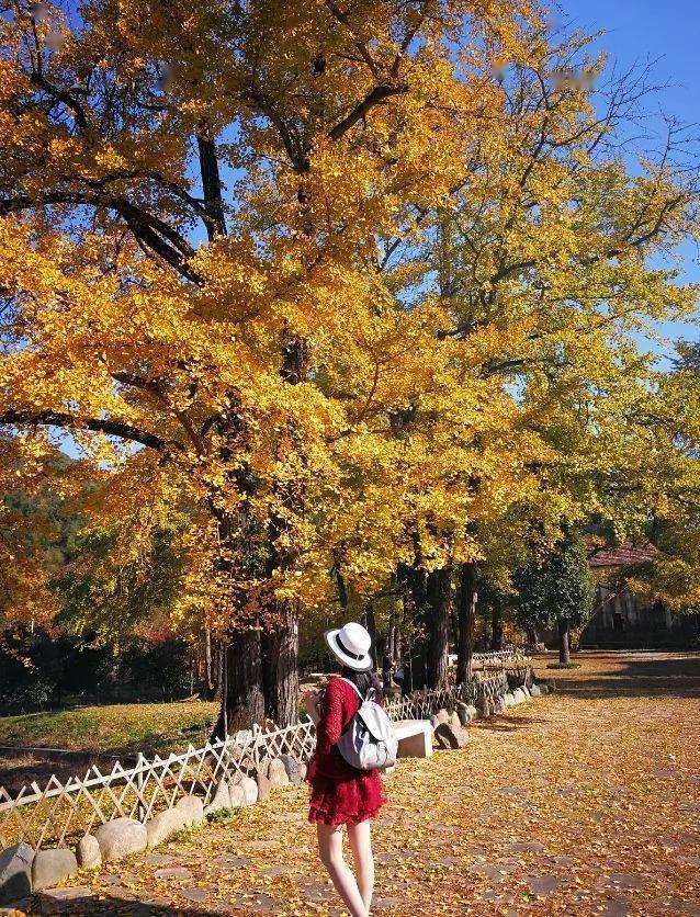 “扫黄季”‖11.10行摄富阳杨家村古银杏林，探小巧山奇迹