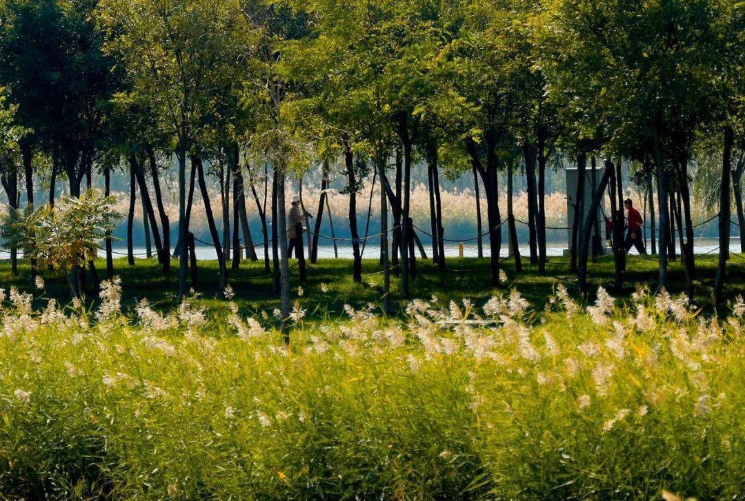 为增加观赏效果,丰富花卉层次,打造全新花海景观,天津港保税区将此前