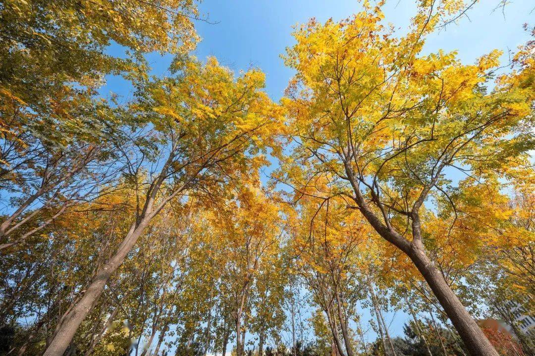 今日立冬,作别西大又一场秋_秋意浓_秋风_校庆