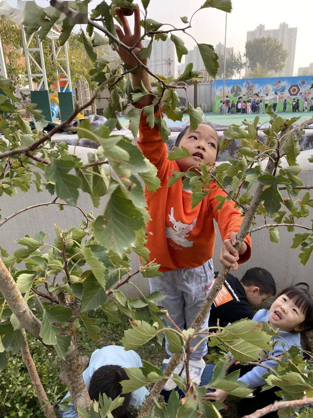 通州区幼儿园 | “山楂红了”---通州区幼儿园生活化劳动课程