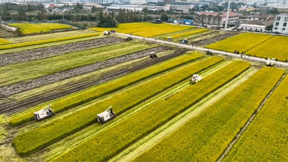 立冬| 此刻秋光稻染黄,喜看稻菽千重浪!_街道_水稻_稻田