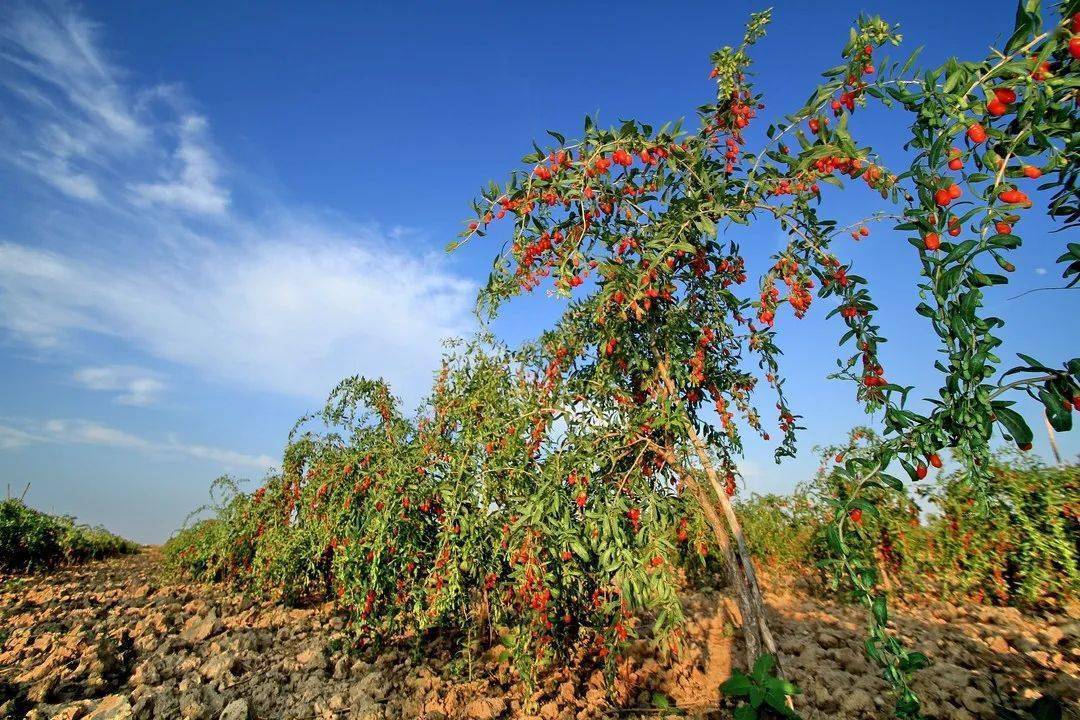 畅游中卫 | 中卫线上文旅展_旅游_枸杞_文化
