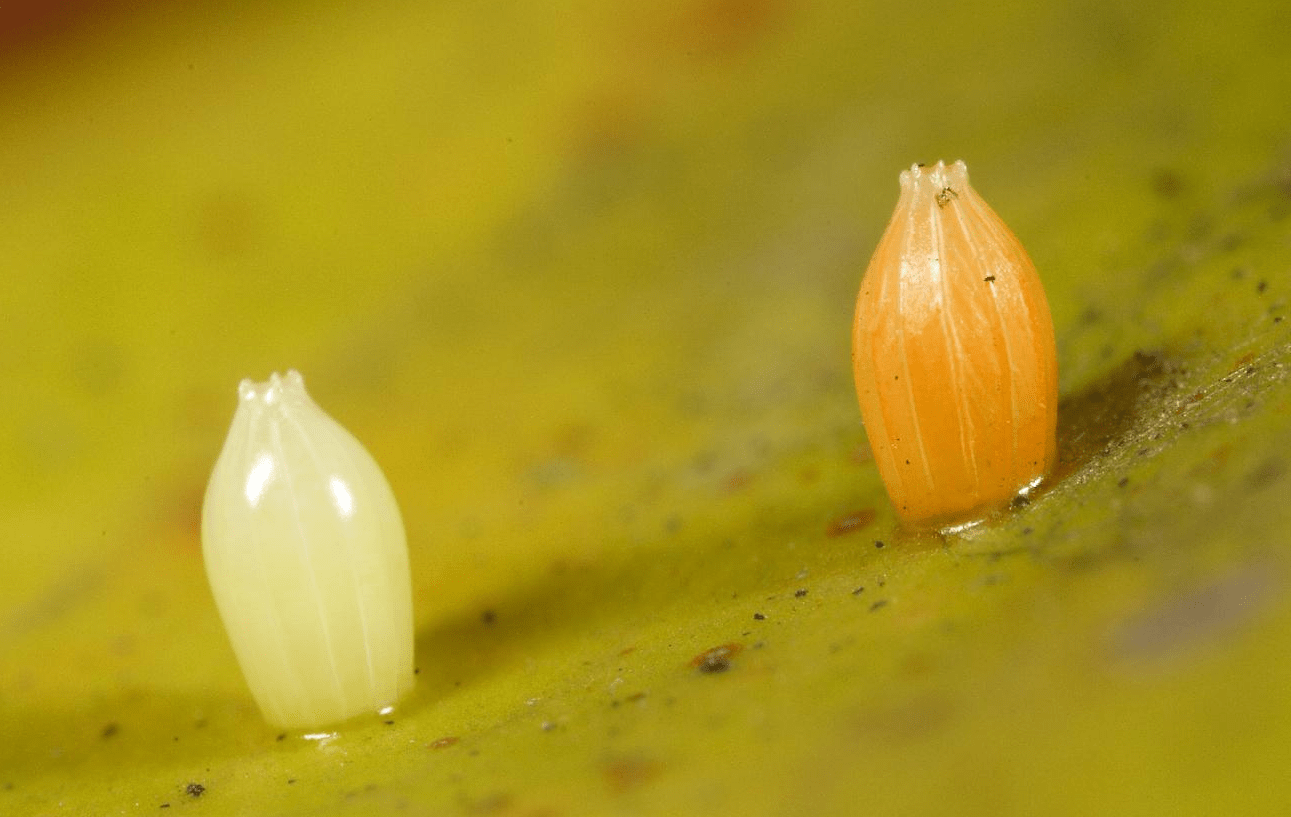 世間最變態的生物是什麼?是蝴蝶!