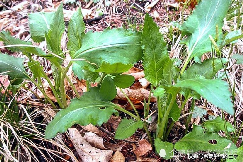 俗称仙白草,包饺子味道好,以前当杂草,如今5元1小把