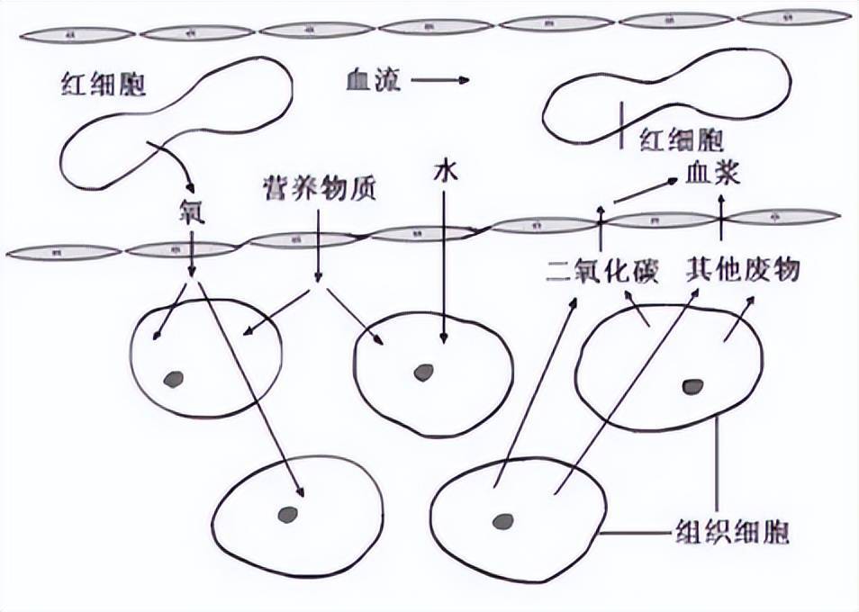 内环境物质交换图解图片