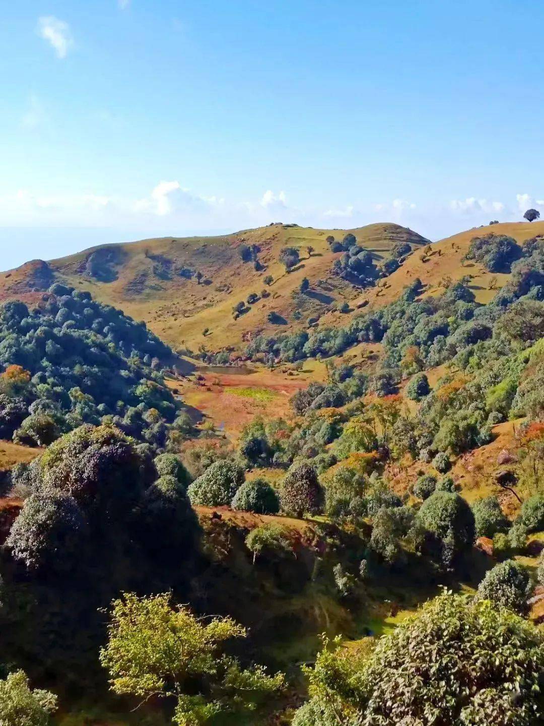 初冬,到芒市苤菜坝看漫山遍野的红叶_德宏_文化_方式