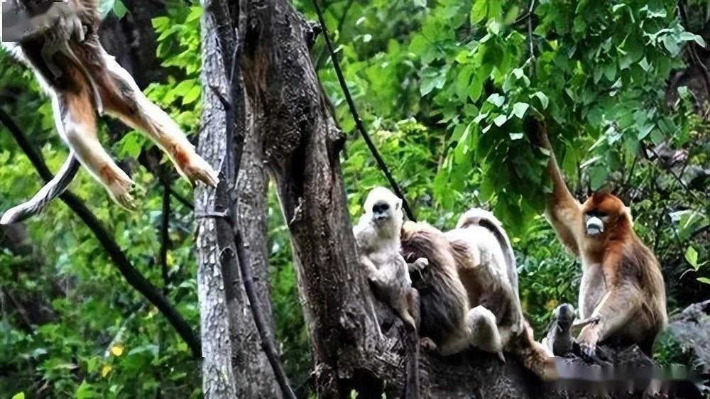 熊猫森林公园所在地_熊猫森林_熊猫森林公园