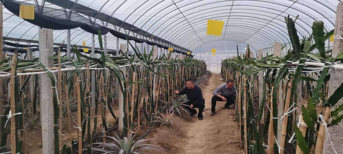 大悟县新城镇毛集村:打造农旅融合产业,缔造幸福乡村_种植_建设_草莓
