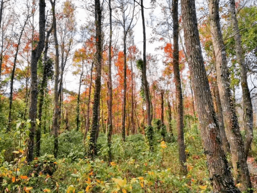 香山枫林图片