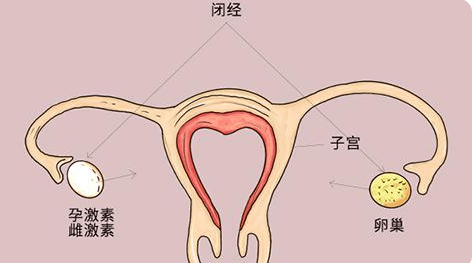 建议多吃4物少碰2类_更年期_食物_身体