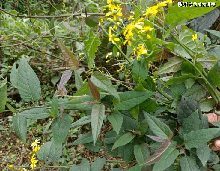 民间谚语:“识得千里光,全家不生疮”,千里光是啥?有啥用?_草本植物_作用_野菊花