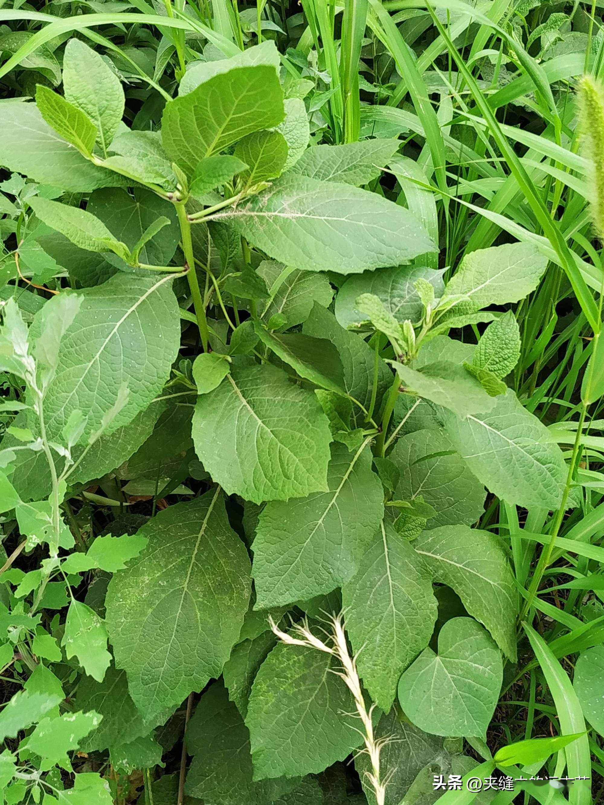 讲一味天名精，牙痛乳蛾喉痹、疔疮肤痒、蛇咬虫积、出血皆可选用