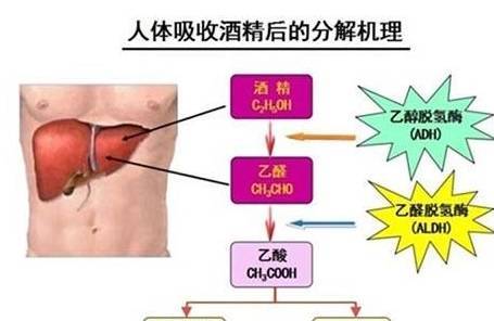 喝酒那件事，让人又爱又恨，应该怎么“喝”才是明智之举？