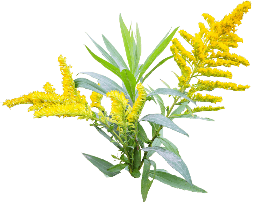 一枝黄花-园林植物-图片