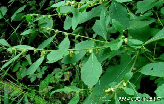 讲一味天名精，牙痛乳蛾喉痹、疔疮肤痒、蛇咬虫积、出血皆可选用