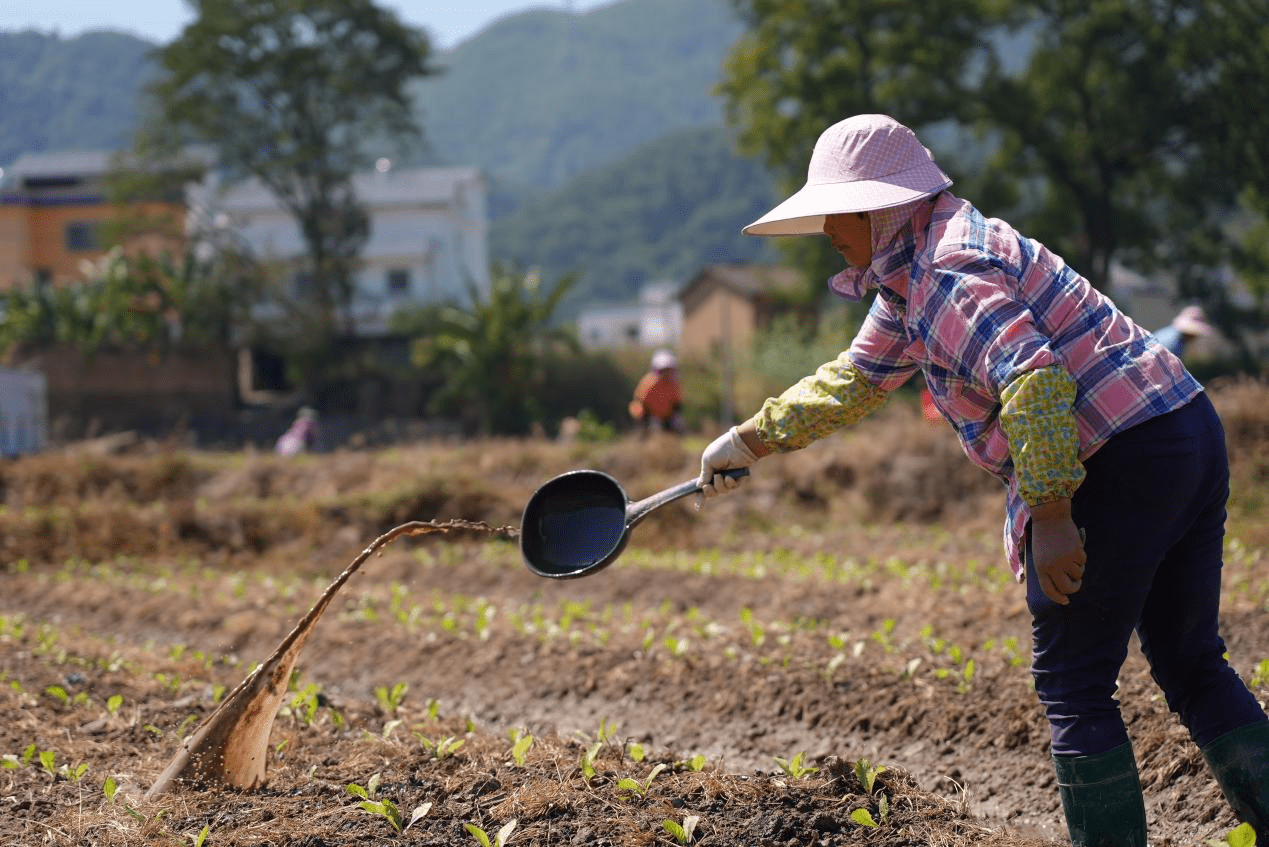 农村种菜图片