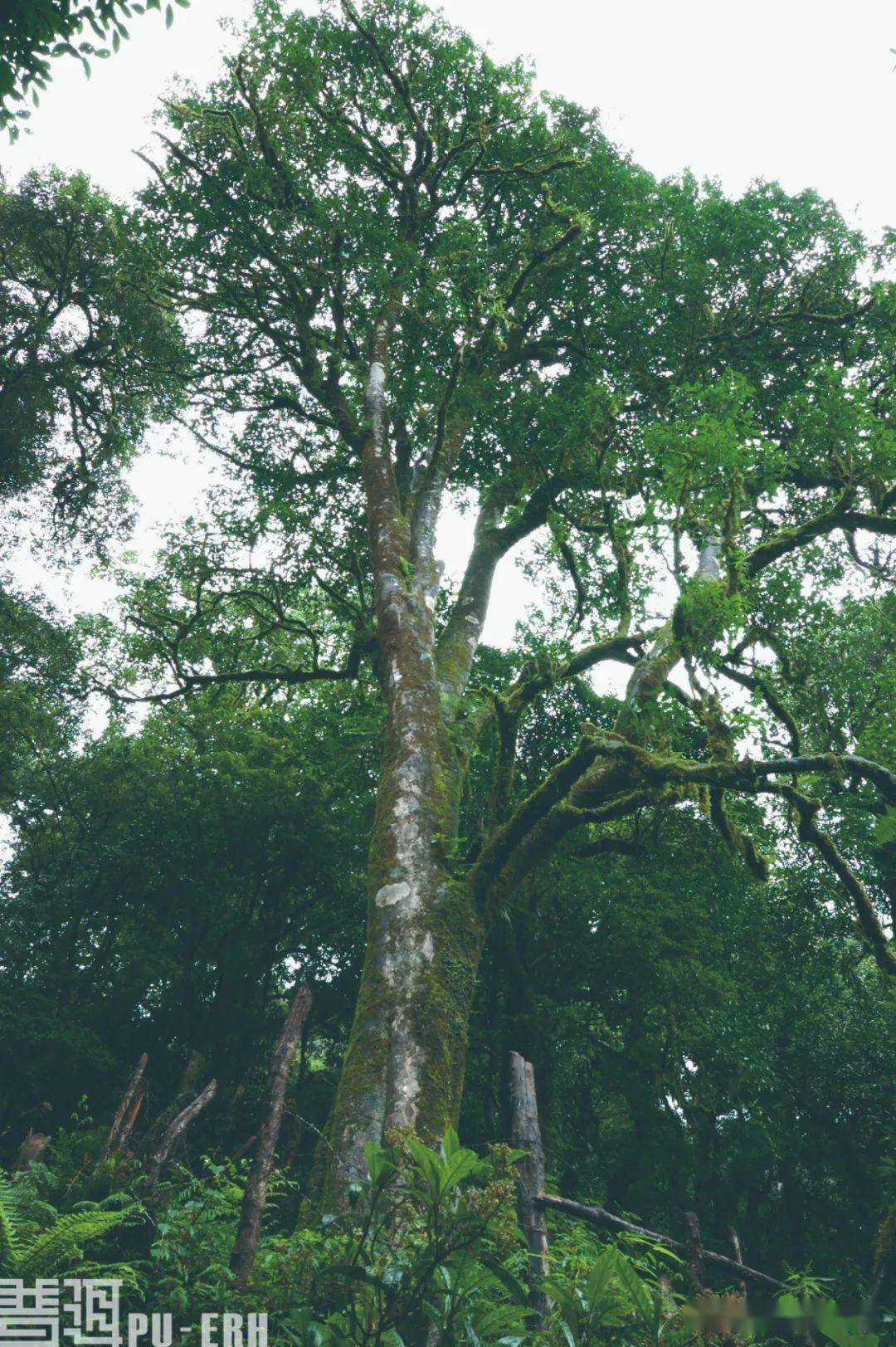 千家寨茶王出世_茶树_动植物_云南