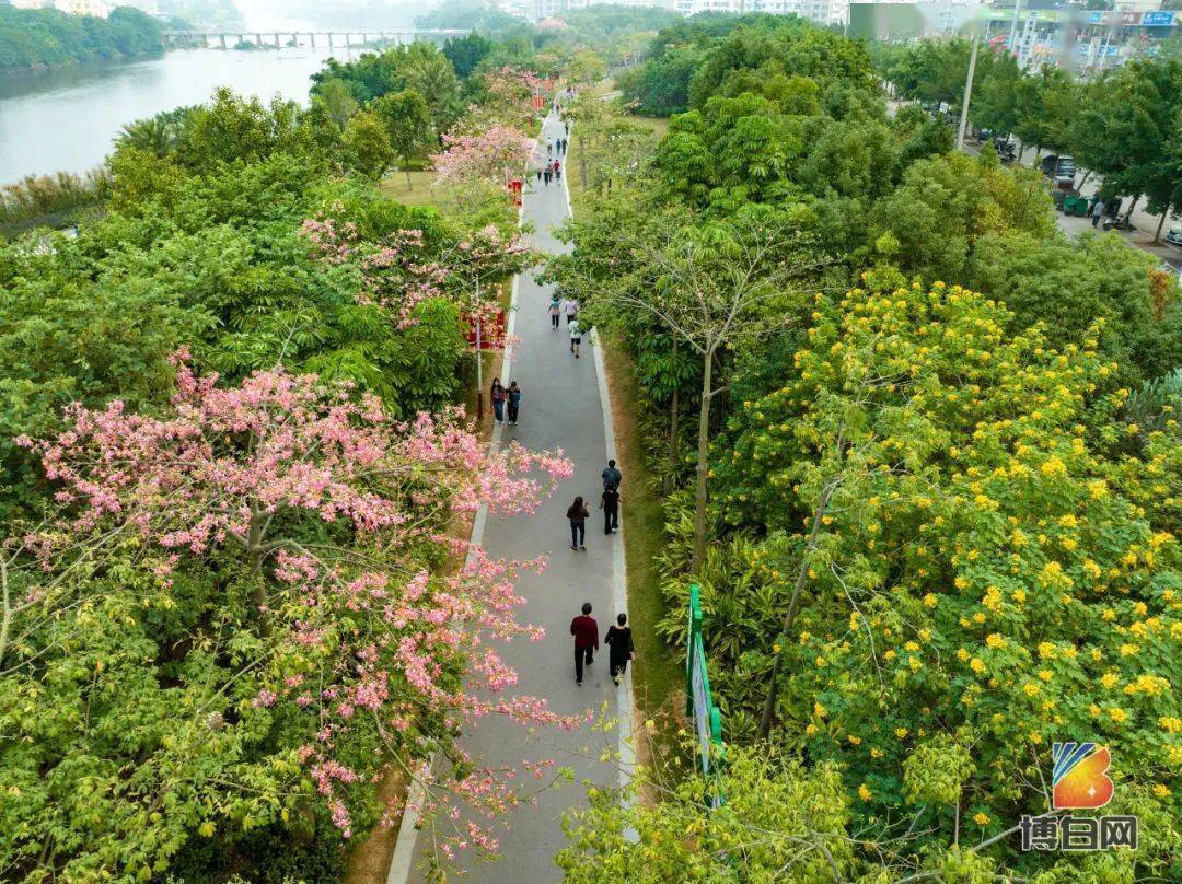 博白江滨公园,已变成花的海洋!