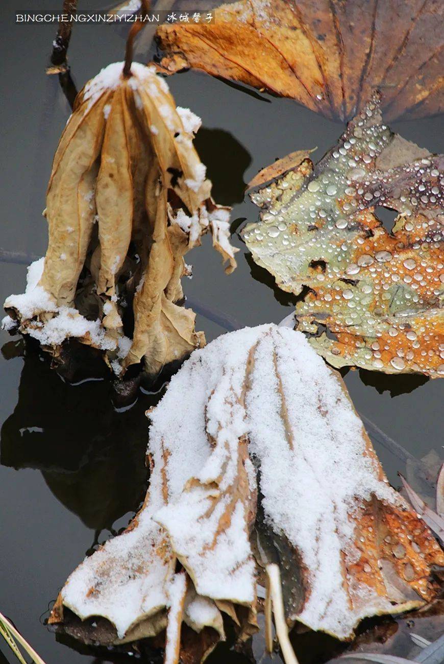 哈尔滨今天下了第一场雪,看看雪中残荷_初雪_庄园_自然