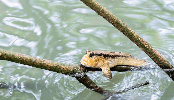 你养过这种萌物吗?丑萌冠军弹涂鱼_环境_水陆_淡水鱼