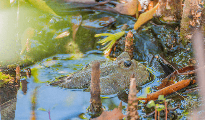 醜萌冠軍彈塗魚_環境_水陸_淡水魚