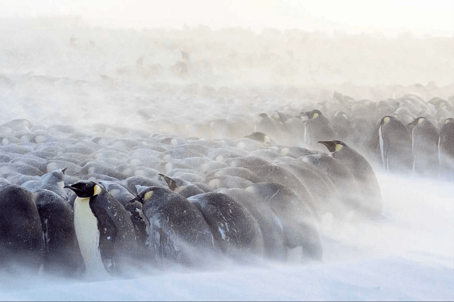 企鹅抱团取暖图片图片