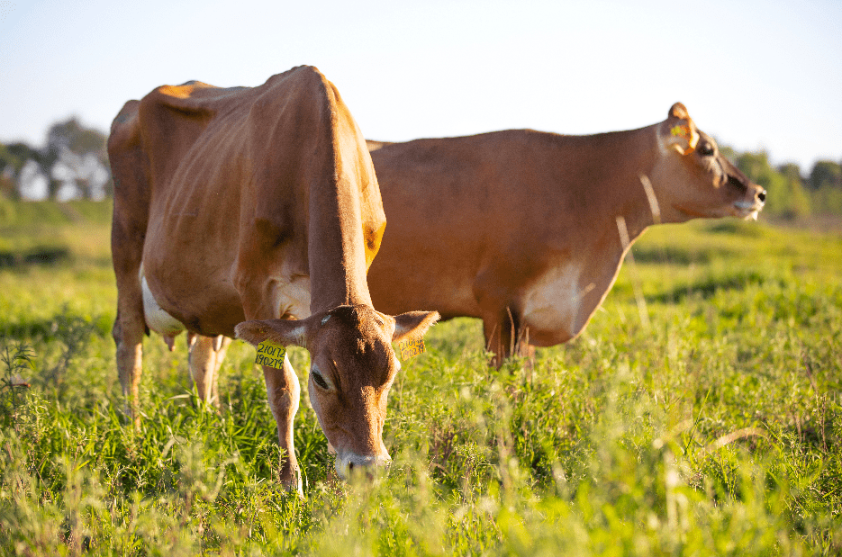 蛋白配方的"硬核"奶粉,原奶全部来自辉山乳业自有的娟姗牛规模化牧场