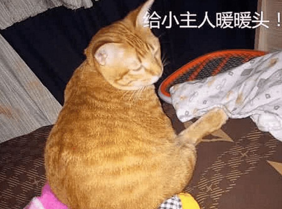 宝妈带橘猫绝育了,半夜却发现它有点不对劲,开灯一看无法淡定了 宝妈带橘猫绝育了,半夜却发现它有点不对劲,开灯一看无法淡定了