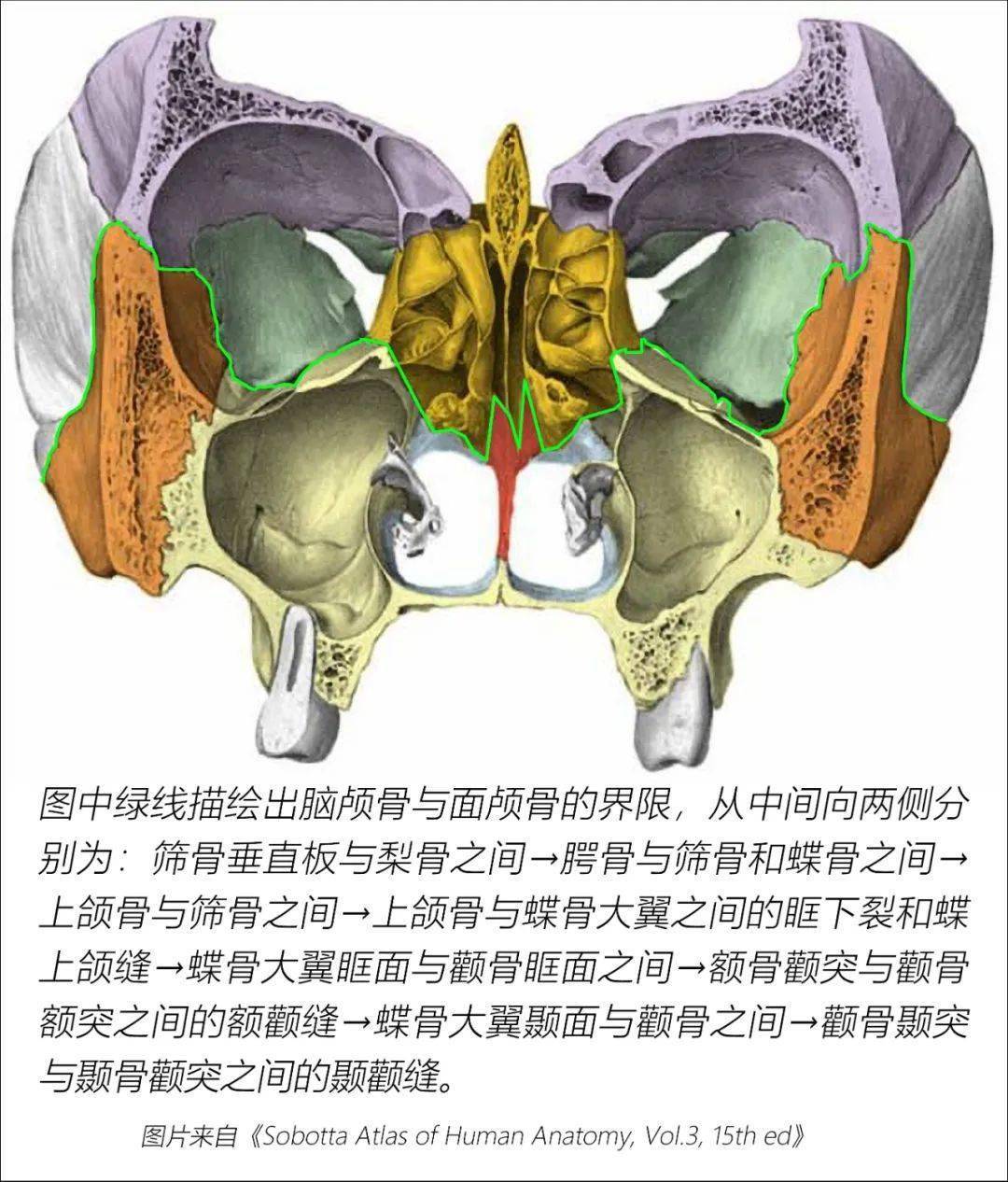 颌面部各骨骼结构图解_bone_of_颅骨