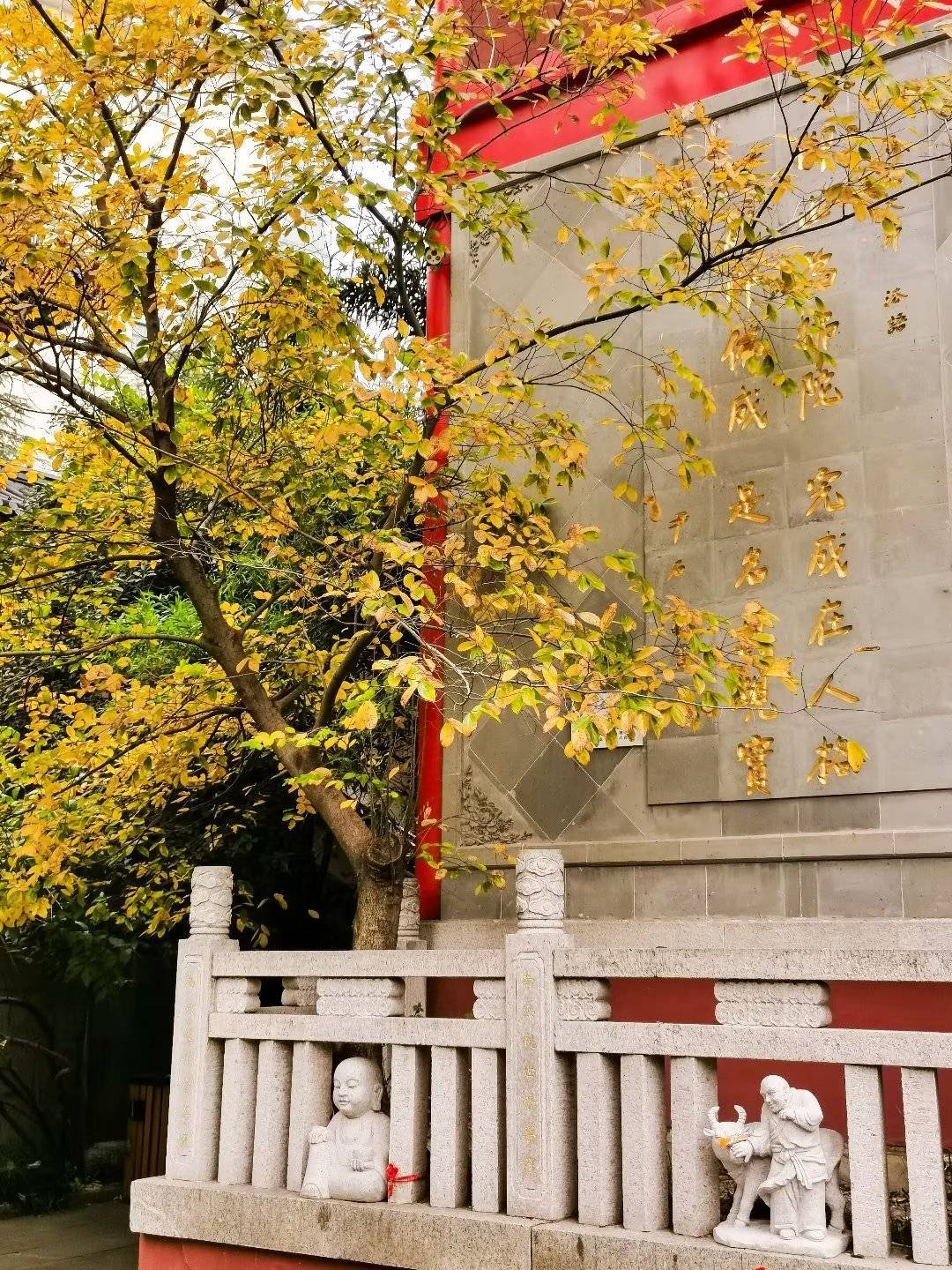 南京毗卢寺内有4棵银杏其中两棵是百年银杏与寺院红墙青瓦相辉映