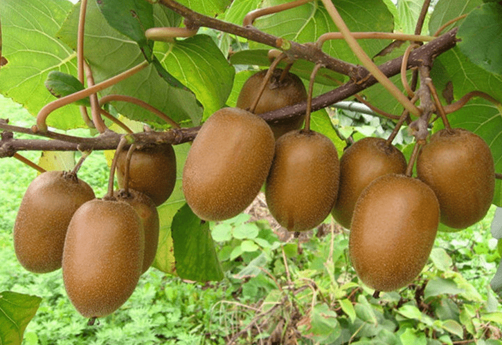 落叶满地之时，正是改良土壤的最好时机！_树叶_猕猴桃_树木