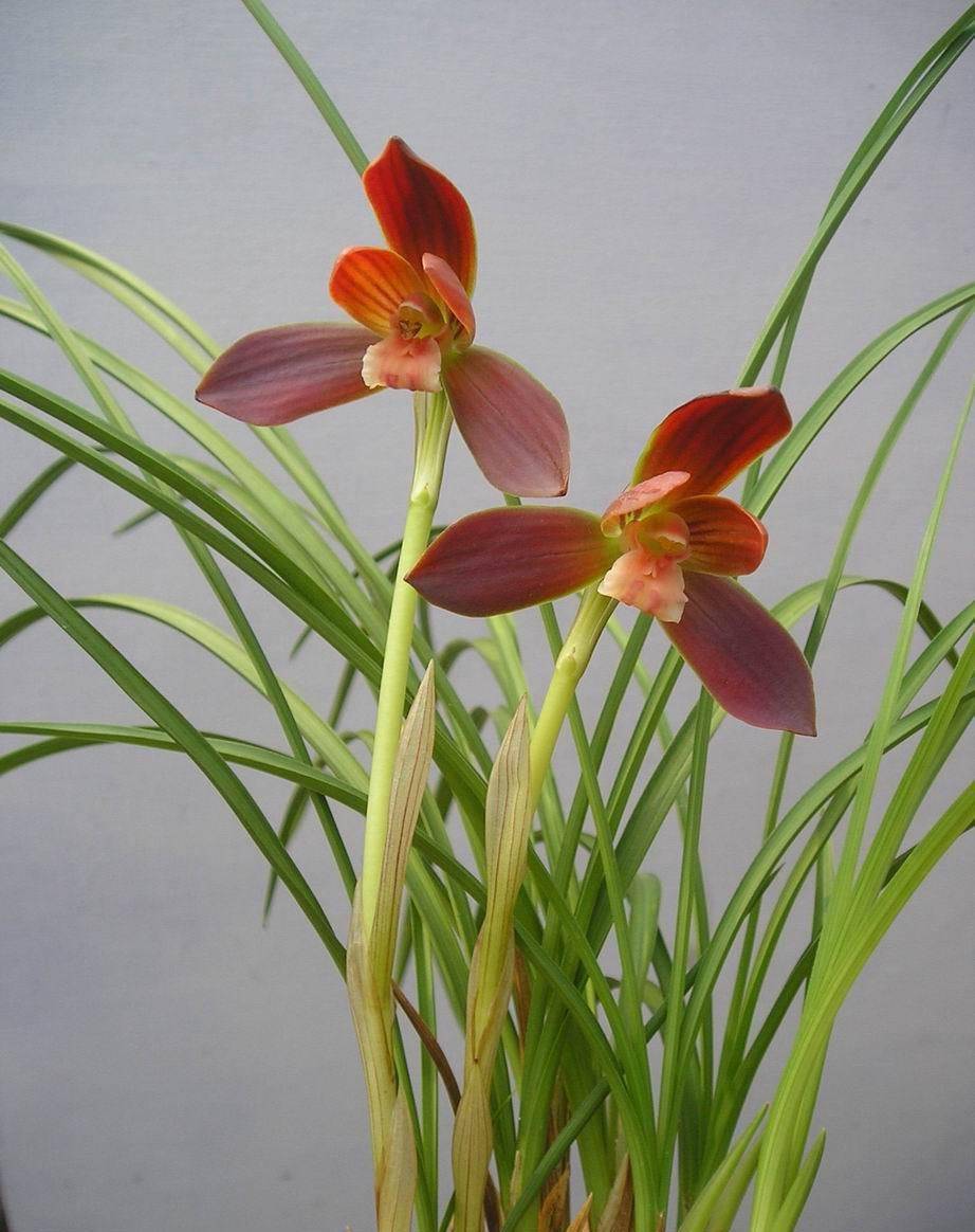 这款豆瓣兰曾千金一苗,现进入寻常百姓家,被誉为"国兰第一红"_花友