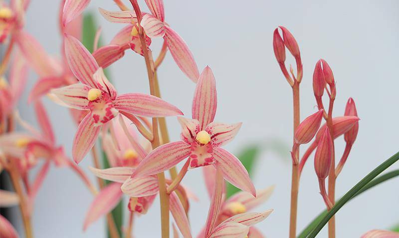 首选"市长红",花色鲜艳,香味浓郁,勤花勤草好品种_兰花_开花_建兰