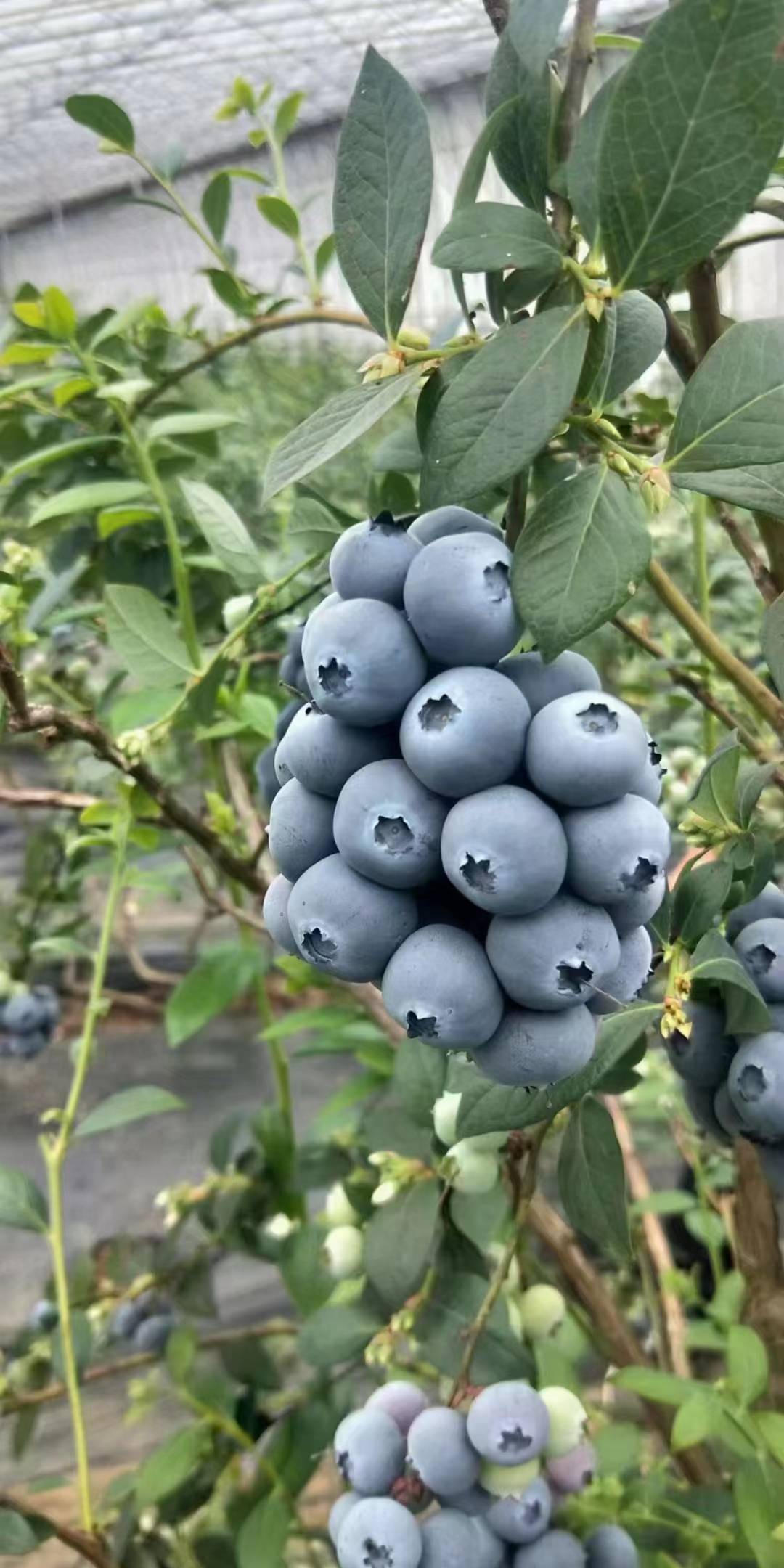 l11蓝莓苗修剪技术 2-3年生l11蓝莓苗也是这样修剪_树体_花芽_季节