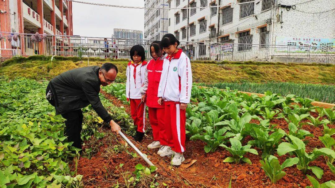 连州西城小学这节劳动课太赞啦!_教育_种植_课程