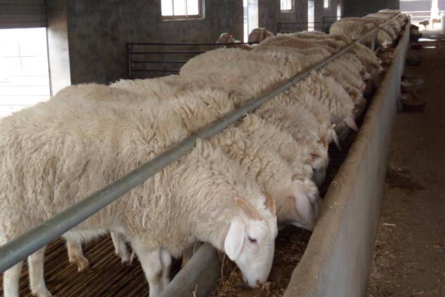 肉羊尿结石的危害