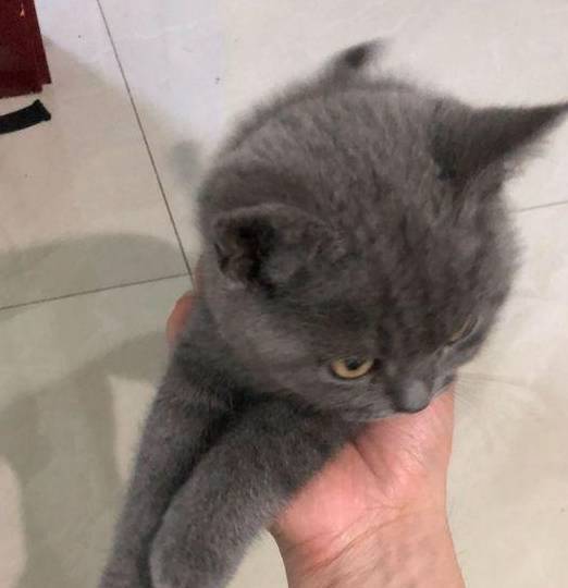 主人带猫咪出去逛街,半个小时后被人围观,回头一看狂笑不止 主人带猫咪出去逛街,半个小时后被人围观,回头一看狂笑不止
