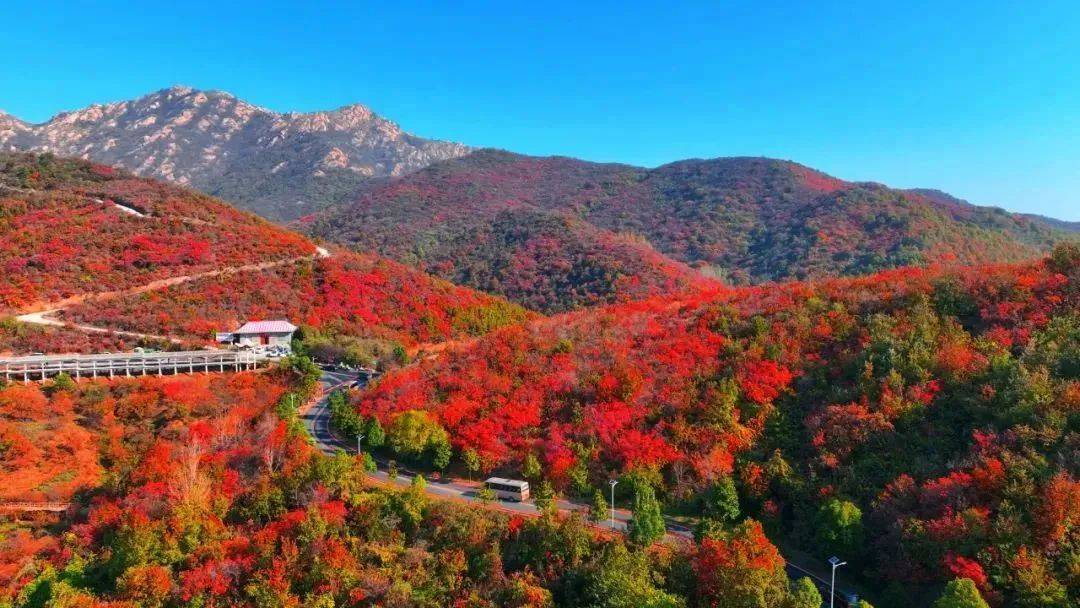 桐柏:漫山红遍扮靓幸福家园_红叶_发展_景区
