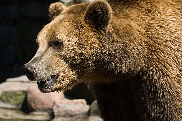 确实如此,一个由十几只狼组成的狼群祖儿是有能力与棕熊一较高下,但