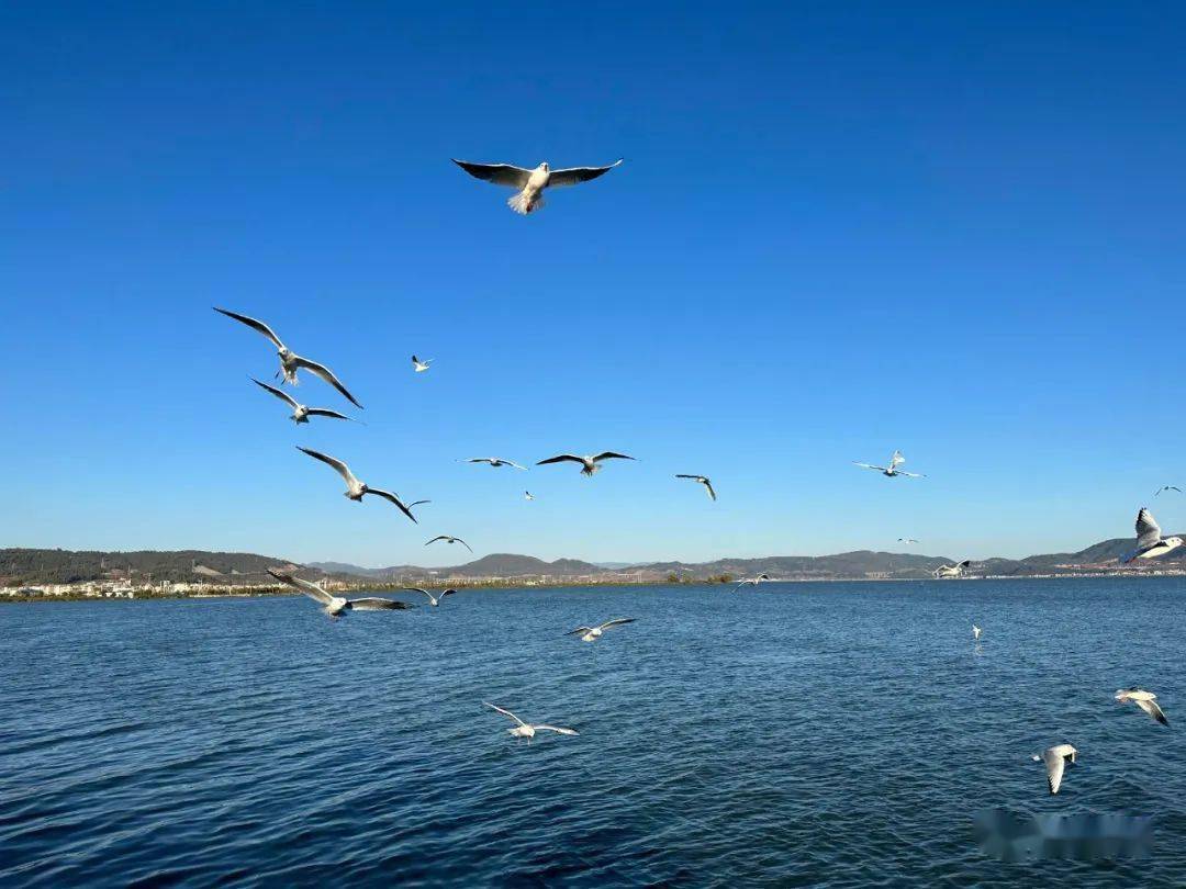 通海杞麓湖海鸥图片