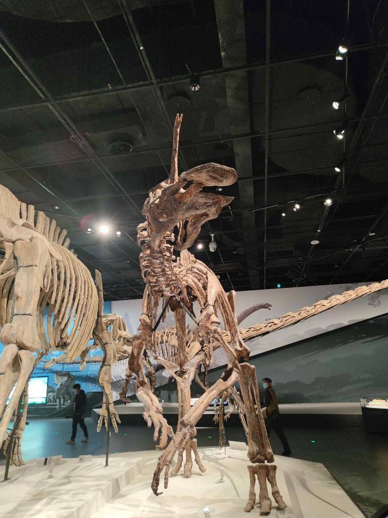 成都自然博物馆11月23日开馆_建设_展厅_文化名城