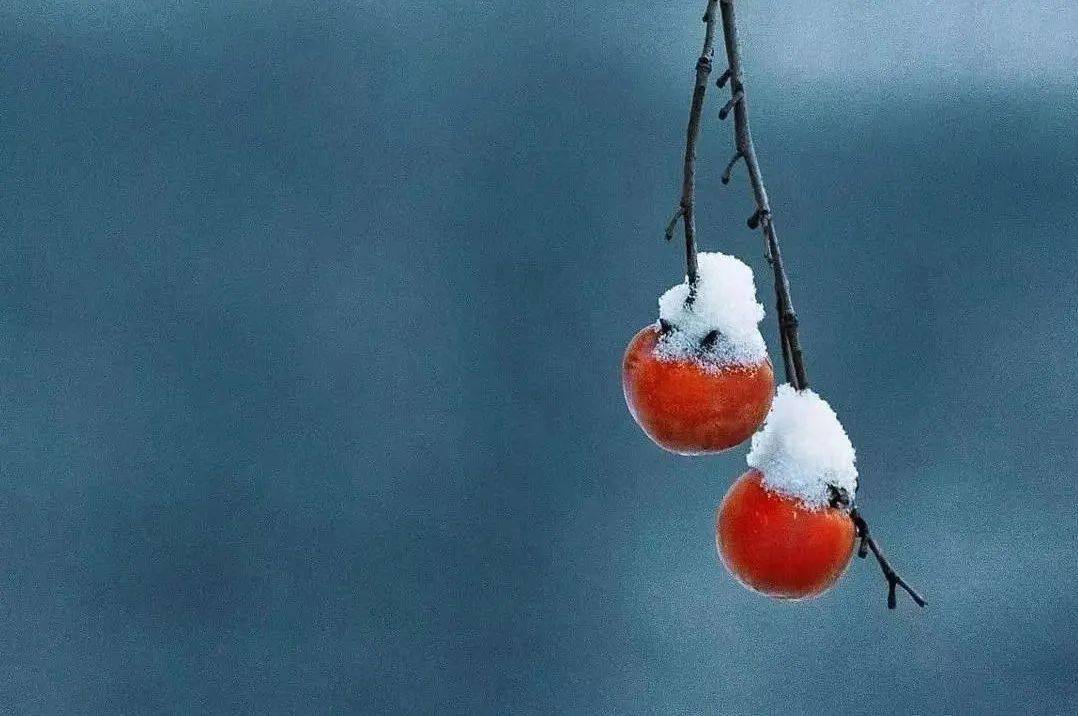 小雪雪滿天,來年必豐年.小雪已至,大地漸寒,萬物盡藏.