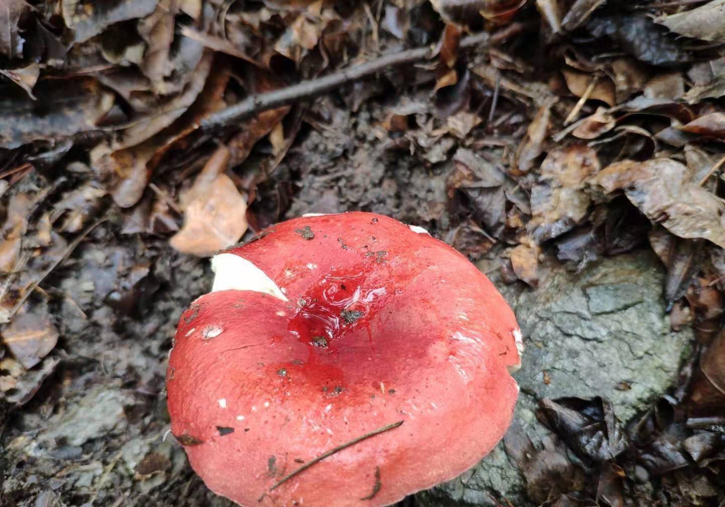 真红菇和假红菇图图片
