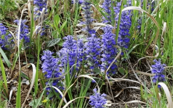 地被锦绣—多花筋骨草_柔毛_植物_技术