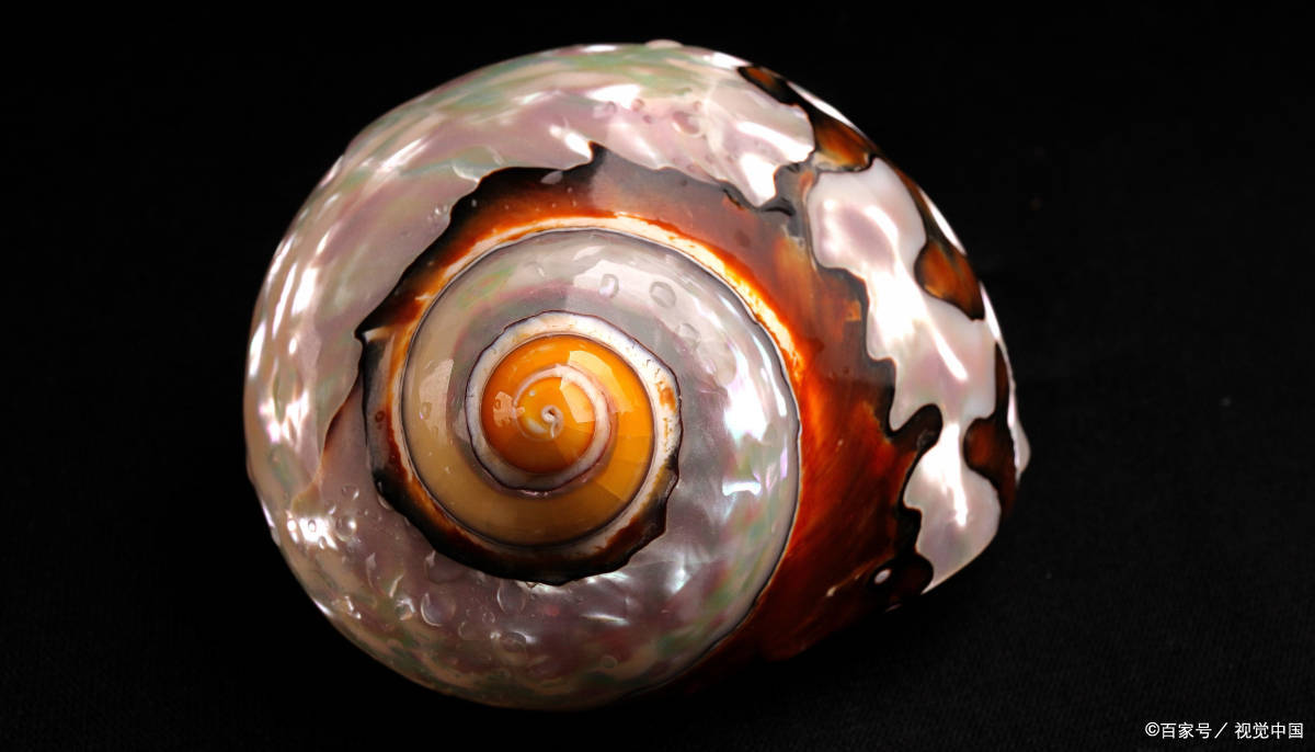 编辑彩虹31螺食用季节:夏季烹饪:可热炒也可做汤特点:种类非常多